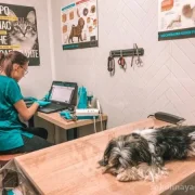 Ветеринарная клиника Барсиково фото 3 на сайте Sokolinayagora.su
