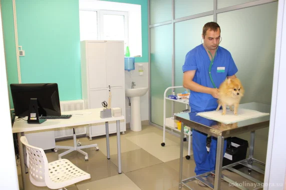 В клинике проводится комплексная вакцинация собак и кошек
